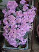 Indoor plants Oscularia succulent photo, characteristics lilac