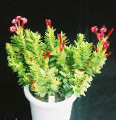 Topfpflanzen Rochea sukkulenten foto, Merkmale rot