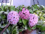 Topfpflanzen Wachs-Anlage sukkulenten, Hoya foto, Merkmale rosa