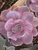 Hens & Chicks, Mexican Snowball