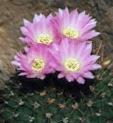 Indoor plants Acanthocalycium desert cactus photo, characteristics pink