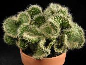 Indoor plants  desert cactus photo, characteristics red