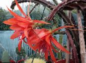 Topfpflanzen Sonne Kaktus kakteenwald, Heliocereus foto, Merkmale rot