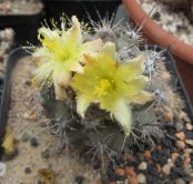 des plantes en pot Copiapoa le cactus du désert photo, les caractéristiques jaune
