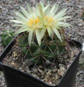 Indoor plants Coryphantha desert cactus photo, characteristics yellow