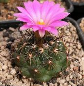 Indoor plants Coryphantha desert cactus photo, characteristics pink