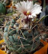 Indoor plants Coryphantha desert cactus photo, characteristics white