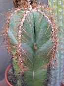 Indoor plants Lemaireocereus desert cactus photo, characteristics white