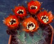 Topfpflanzen Cob Cactus wüstenkaktus, Lobivia foto, Merkmale rot