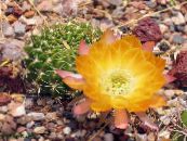 Topfpflanzen Cob Cactus wüstenkaktus, Lobivia foto, Merkmale gelb