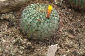 Topfpflanzen Matucana wüstenkaktus foto, Merkmale gelb