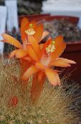 Topfpflanzen Matucana wüstenkaktus foto, Merkmale orange