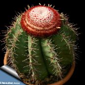 Indoor plants Turks Head Cactus, Melocactus photo, characteristics pink