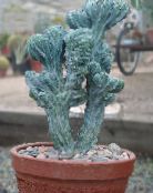 Indoor plants Blue Candle, Blueberry Cactus, Myrtillocactus photo, characteristics white