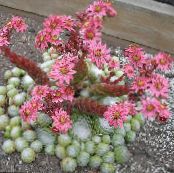 Topfpflanzen Haus Lauch sukkulenten, Sempervivum foto, Merkmale rosa
