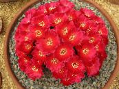 des plantes en pot Sulcorebutia le cactus du désert photo, les caractéristiques rouge