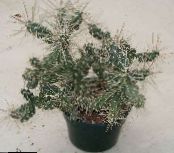 Topfpflanzen Tephrocactus wüstenkaktus foto, Merkmale weiß