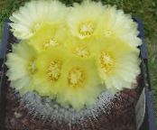 Ball Cactus (Notocactus)  jaune, les caractéristiques, photo