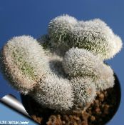 des plantes en pot Haageocereus le cactus du désert photo, les caractéristiques rose