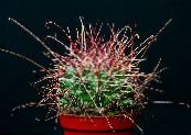 Topfpflanzen Hamatocactus wüstenkaktus foto, Merkmale gelb