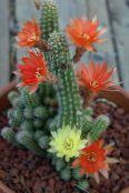 Topfpflanzen Erdnuss-Kaktus wüstenkaktus, Chamaecereus foto, Merkmale rot