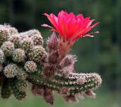 Indoor plants Peanut Cactus, Chamaecereus photo, characteristics pink