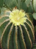 Topfpflanzen Eriocactus wüstenkaktus foto, Merkmale gelb