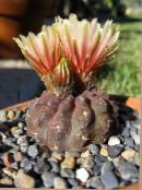 des plantes en pot Eriosyce le cactus du désert photo, les caractéristiques orange