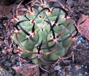 Indoor plants Eriosyce desert cactus photo, characteristics pink