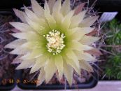 Indoor plants Eriosyce desert cactus photo, characteristics white