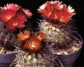 Topfpflanzen Eriosyce wüstenkaktus foto, Merkmale rot