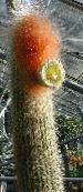 Topfpflanzen Espostoa, Peruanische Alter Mann Kaktus wüstenkaktus foto, Merkmale weiß