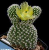 Figue De Barbarie (Opuntia) Le Cactus Du Désert jaune, les caractéristiques, photo