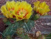 Indoor plants Prickly Pear desert cactus, Opuntia photo, characteristics yellow