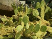 Indoor plants Prickly Pear desert cactus, Opuntia photo, characteristics yellow