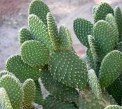 Topfpflanzen Kaktusfeige wüstenkaktus, Opuntia foto, Merkmale gelb