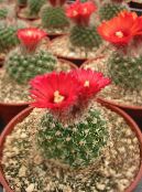 Tom Thumb (Parodia) Desert Cactus red, characteristics, photo