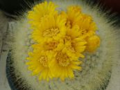 Tom Thumb (Parodia) Desert Cactus yellow, characteristics, photo