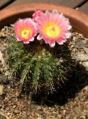 Indoor plants Tom Thumb desert cactus, Parodia photo, characteristics pink
