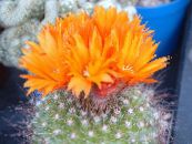 Tom Thumb (Parodia) Desert Cactus orange, characteristics, photo