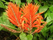 Zebra Plant, Orange Shrimp plant (Aphelandra) Shrub orange, characteristics, photo
