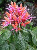 Zebra Plant, Orange Shrimp plant (Aphelandra) Shrub pink, characteristics, photo