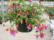 des fleurs en pot Fuchsia des arbustes photo, les caractéristiques lilas