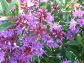 des fleurs en pot Hebe des arbustes photo, les caractéristiques lilas