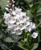 des fleurs en pot Hebe des arbustes photo, les caractéristiques blanc
