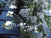 Topfblumen Hoya, Brautstrauß, Madagaskar Jasmin, Wachsblume, Blume Chaplet, Floradora, Hawaiische Hochzeit Blume ampelen foto, Merkmale weiß