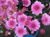 Pot Flowers Florists Mum, Pot Mum herbaceous plant, Chrysanthemum photo, characteristics pink
