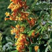 des fleurs en pot Cestrum des arbustes photo, les caractéristiques orange