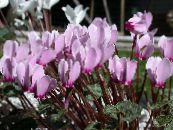 I fiori domestici Viola Persiano erbacee, Cyclamen foto, caratteristiche lilla
