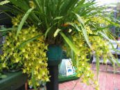 des fleurs en pot Cymbidium herbeux photo, les caractéristiques jaune